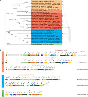 Distribution, Function and Regulation of Type 6 Secretion Systems of Xanthomonadales